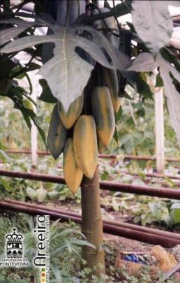Babaco (Carica pentagona) - Fruto en el arbol.jpg